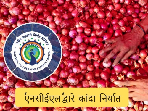 Latest News 50 thousand metric tons of onion will be exported through NCEL | Onion Export : कांद्यावरील निर्यातबंदी कायम, ‘एनसीईएल’द्वारे करणार निर्यात