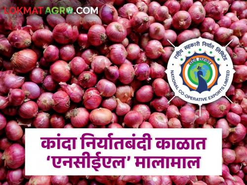 Latest news NCEL company profited during onion export ban says expert see details | Onion Issue : कांदा निर्यातबंदी अडीच महिन्याच्या काळात ‘एनसीईएल’ कशी झाली मालामाल? वाचा ए टू झेड स्टोरी 