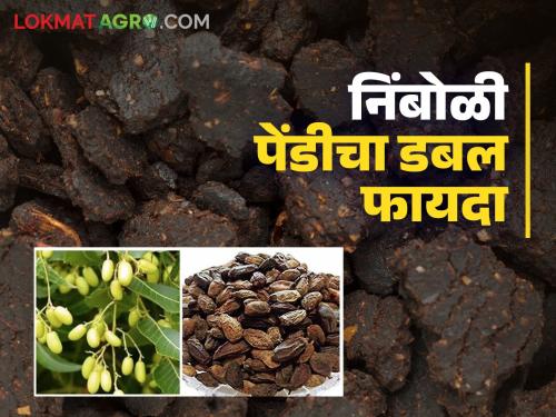 How to grow metarhizium and trichoderma fungi on neem cake for pest and disease control | कीड व रोगांच्या नियंत्रणासाठी निंबोळी पेंडीवर मेटॅऱ्हाझीयम व ट्रायकोडर्मा बुरशी कशी वाढवावी