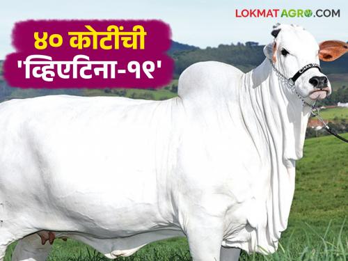 A cow of Indian origin was sold in Brazil for 40 crores; What is the specialty of this cow? Let's know in detail | मूळ भारतीय गोवंश असलेली गाय ब्राझीलमध्ये ४० कोटींला विकली; काय आहे या गायीची खासियत? जाणून घेऊया सविस्तर