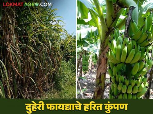 Banana Crop Management: This green fence of the garden gives double benefit to the banana farmers | Banana Crop Management : केळी उत्पादक शेतकऱ्यांना बागेचे 'हे' हरित कुंपण देतंय दुहेरी फायदा