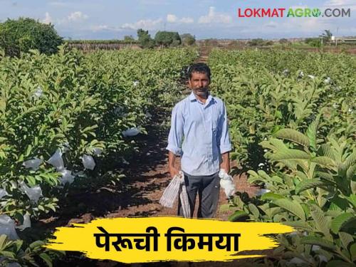 Peru Farmer Success Story : Young farmer Netaji farmed 5 lakh income from 850 Taiwan guava trees | Peru Farmer Success Story : तैवान पेरूच्या ८५० झाडांमधून युवा शेतकरी नेताजीने केली पाच लाख उत्पन्नाची शेती