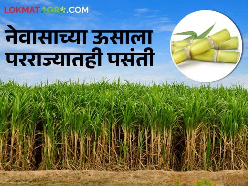 Latest News Demand from haryana, Delhi, Uttar Pradesh for sugarcane of Nevasa | Sugarcane : अहमदनगरच्या ऊसाचा परराज्यात डंका, रोज दीडशे टन ऊस रसवंतीला!