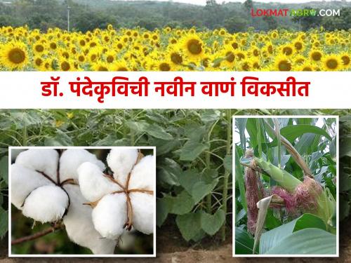 Agricultural Research: New Research in Cotton Varieties | Agricultural Research : देशी कपाशीचा आधुनिक धागा