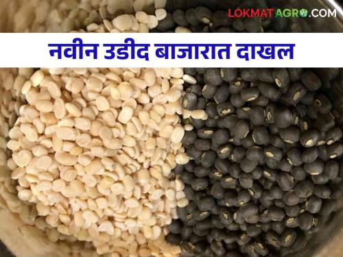 entry of new black gram into the market; Increase in soybean prices; Will the prices of mung beans tumble? Read in detail | बाजारात नवीन उडीदची आवक; सोयाबीन दरात वाढ; मुगाचे दर गडगडणार? वाचा सविस्तर