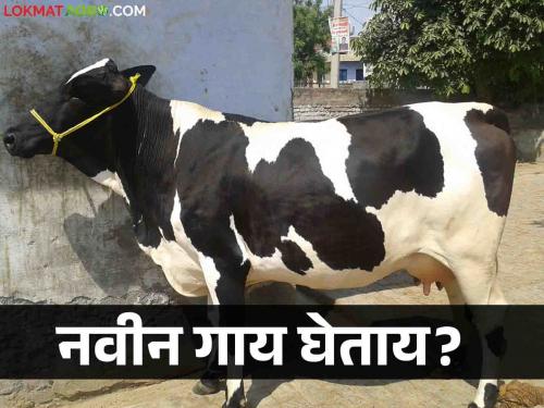 How to choose when buying a new cow | दुधाळ जनावरांची खरेदी करताय? कशी कराल निवड