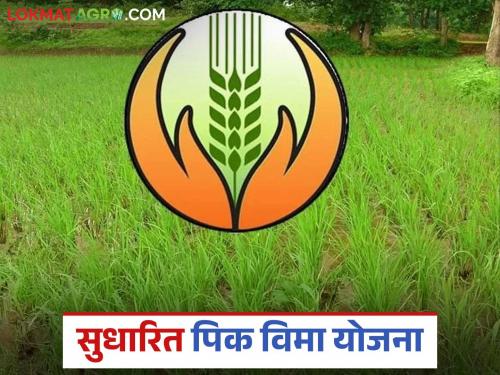 Latest News Pik Vima Yojana Approval to implement "Revised Crop Insurance Scheme" see details | Pik Vima Yojana : पीक विमा योजनेत बदल, पहा सुधारित पीक विमा योजना कशी असेल? वाचा सविस्तर