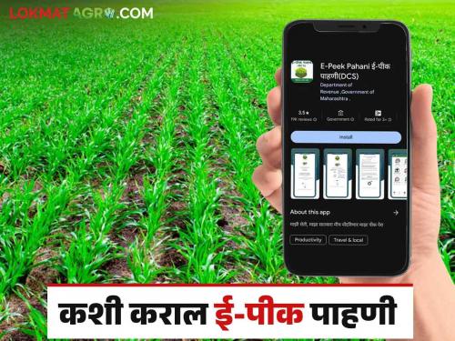 E-Peek Pahani : New e crop inspection How to do E-Peek Pahani in DCS mobile app? Read in detail | E-Peek Pahani : नवीन ई-पीक पाहणी DCS मोबाईल अॅपमध्ये कशी कराल पीक पाहणी? वाचा सविस्तर