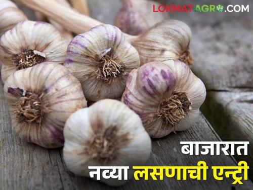 New garlic market entry; How is the market price? | नव्या लसणाची बाजारात आवक; कसा मिळतोय बाजारभाव