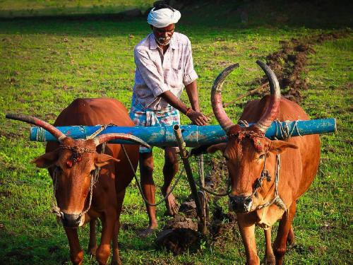 Errors made by crop insurance company in the proposal of 20 thousand farmers | २० हजार शेतकऱ्यांच्या प्रस्तावात पीकविमा कंपनीने काढल्या त्रुटी