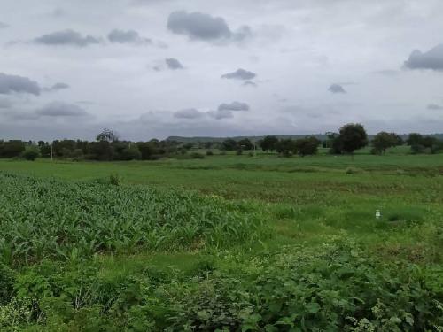 Chance of light showers in Marathwada for the next five days, farmers should manage their crops 'like this' | मराठवाड्यात पुढील पाच दिवस हलक्या सरींची शक्यता, शेतकऱ्यांनो पिकांना आणि पशुधनाला जपा