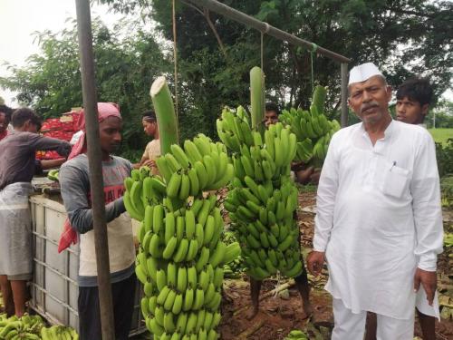 In the first year, banana was planted in three and a half acres, exported directly to Iran, profit of 6 lakh per acre | पहिल्याच वर्षी साडेतीन एकरात लावली केळी, निर्यात थेट इराणला, एकरी ६ लाखांचा नफा