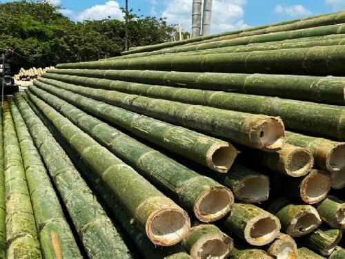 From agriculture to industrialization as well as to maintain the balance of the environment, bamboo cultivation is beneficial | उद्योगनिर्मिती ते इथेनॉलपर्यंत येत्या काळात बांबू लागवड फायदेशीर, शासनाकडून अनुदान....