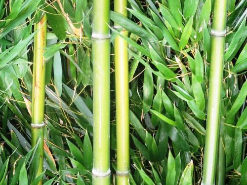 How to plant bamboo? Government is also giving subsidy.. | कशी कराल बांबूची लागवड? शासनही देतंय अनुदान..