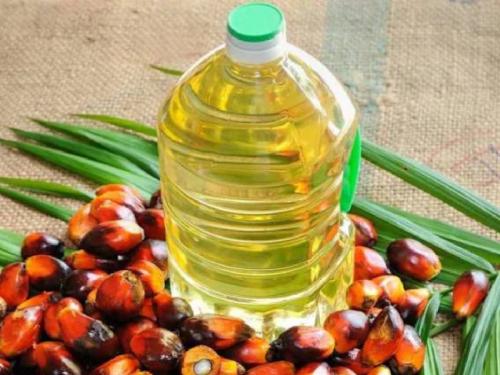 High import of palm oil in the country, 11 states planted palm trees on three and a half thousand hectares | देशात पाम तेलाची उच्चांकी आयात, ११ राज्यांनी केली साडेतीन हजार हेक्टरवर पाम वृक्षांची लागवड