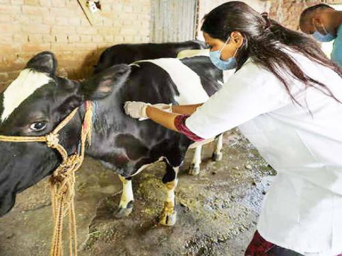 Govt approval of animal disease diagnosis laboratory in Latur district | लातूर जिल्ह्यात पशुरोग निदान प्रयोगशाळेस शासनाची मान्यता
