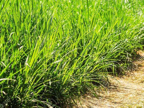 The fodder problem will be solved in hingoli | चाऱ्याचा प्रश्न सुटणार! वळूमाता प्रक्षेत्रावर देशी- विदेशी गवताची लागवड