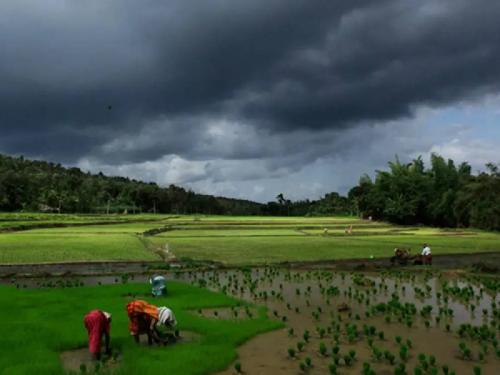 Chance of rain in most of the districts in Marathwada today, how should farmers do crop management? | मराठवाड्यात आज बहुतांश जिल्ह्यात पावसाची शक्यता, शेतकऱ्यांनी कसे करावे पीक व्यवस्थापन?