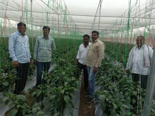 Cucumber planted in half an acre using shed net, profit of 3.5 lakhs to the farmer | शेडनेटचा वापर करत अर्ध्या एकरात लावली काकडी, शेतकऱ्याला ३.५ लाखाचा नफा 