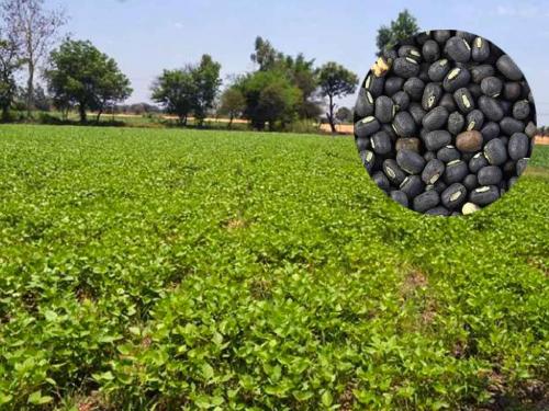 Infestation of borer, die disease on young crop of uradida; Farmers worried | उडिदाच्या कोवळ्या पिकावर खोडमाशी, मर रोगाचा प्रादुर्भाव; शेतकरी चिंताग्रस्त