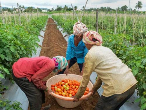 Tomato crop has to be maintained | टोमॅटो पिकाची करावी लागते राखण