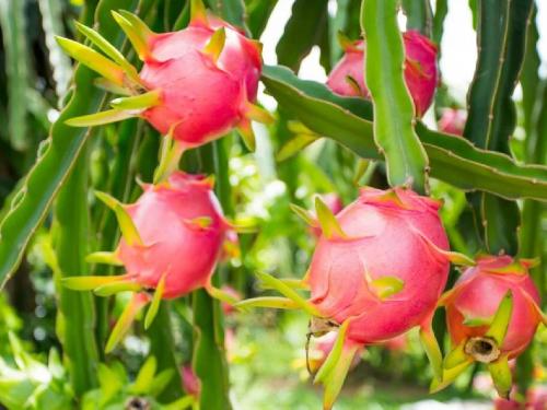 Cultivation of dragon fruit is a commodity for Ashti farmers | ड्रॅगन फ्रुटची शेती; आष्टीचे शेतकरी होताहेत मालामाल