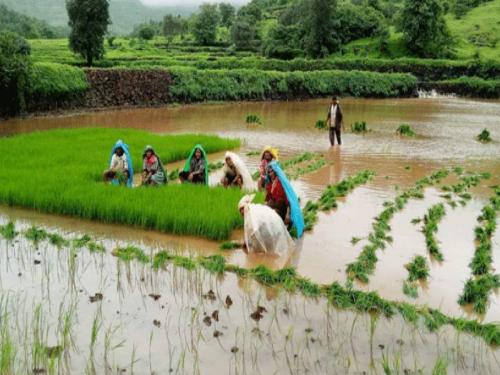 Due to the quality rice crop of 'Saguna', plantation rice farming is outdated? | 'सगुणा'च्या दर्जेदार भातपिकामुळे लावणीची भातशेती कालबाह्य?