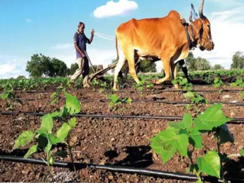 Kharipa sowing accelerated in Chhatrapati Sambhajinagar, sowing of most crops up to 50%, crisis of double sowing averted | छत्रपती संभाजीनगरमध्ये खरिपाच्या पेरण्यांना गती, बहुतांश पिकांचा पेरा ५० टक्क्यांपर्यंत, दुबार पेरणीचे संकट टळले