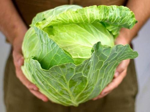 sale of bogus cabbage seeds; A case has been registered against the seller and the company | कोबीच्या बोगस बियाणांची विक्री; विक्रेता, कंपनीविरोधात गुन्हा दाखल