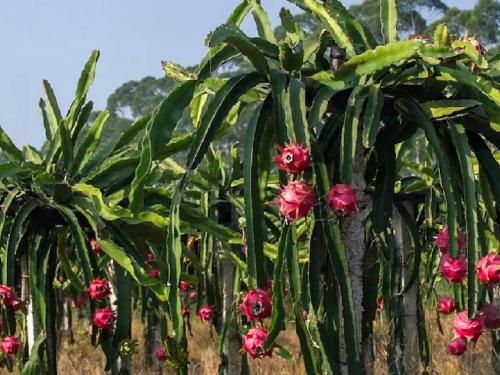 How to plant dragonfruit? Many farmers were rich. | ड्रॅगनफ्रूटची लागवड करून अनेक शेतकरी होताहेत मालामाल, तुम्हालाही पीक घ्यायचे असेल तर....