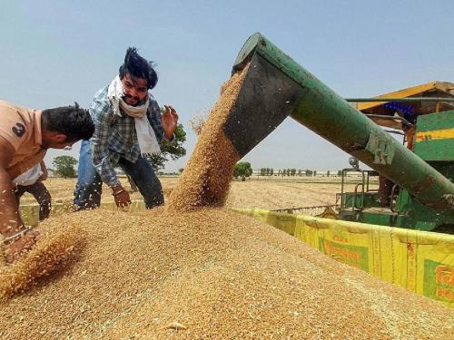 Record production of wheat in the country this year, increase in price | देशांतर्गत बाजारात गव्हाच्या दरात वाढ, शेतकऱ्यांना मिळतोय किलोमागे...