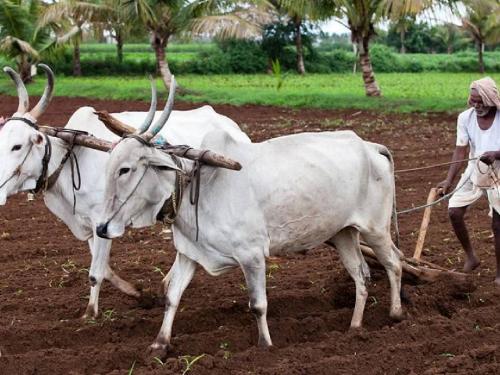 30 thousand farmers will miss 'Namo farmers' | केवायसी न केल्याचा फटका; 30 हजार शेतकरी 'नमो शेतकरी' ला मुकणार