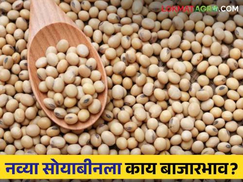 Latest News Soybean Market price of new soybeans in Buldhana district is 4 thousand 500 rupees | Soyabean Market : बुलढाणा जिल्ह्यात नव्या सोयाबीनची आवक, काय भाव मिळाला? वाचा सविस्तर