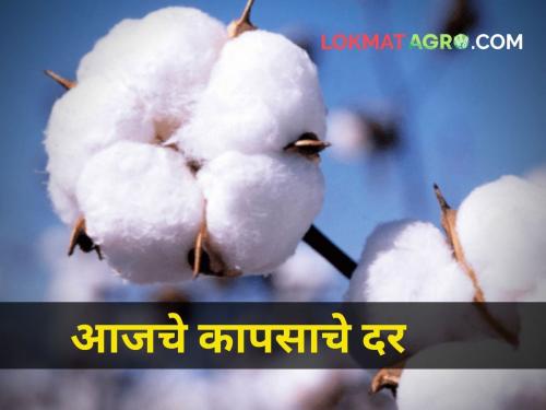 maharashtra agriculture farmer cotton rate central government market yard | आज कापसाला किती होता दर?