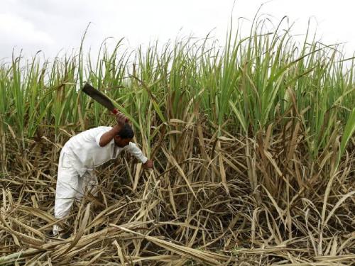 Sugarcane planted in August, September is not cut yet, what is the problem? | ऑगस्ट, सप्टेंबर महिन्यात लावलेल्या उसाची अजून तोडणी होईना, काय आहे अडचण?