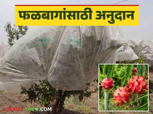 Fal Pik Anudan : Benefits for so many components for fruit crops through national horticulture Mission | Fal Pik Anudan : एकात्मिक फलोत्पादन अभियानातून फळपिकांसाठी घ्या इतक्या घटकांसाठी लाभ