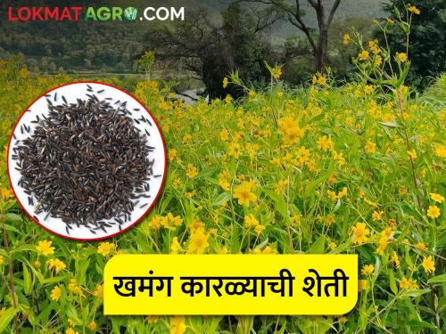 How to cultivate water stress resistant niger oilseed crop? | पाण्याचा ताण सहन करणाऱ्या कारळा पिकाची लागवड कशी कराल?