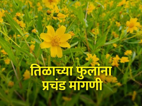 Demand for sesame flowers for garlands during Navratri | नवरात्रीत माळेसाठी तिळाच्या फुलांना मागणी
