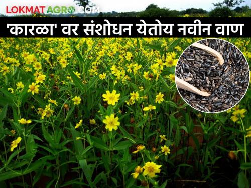 Konkan Agricultural University has discovered a new variety of niger oilseed crop | कोकण कृषी विद्यापीठाने शोधली कारळा तेलबिया पिकाची नवी जात