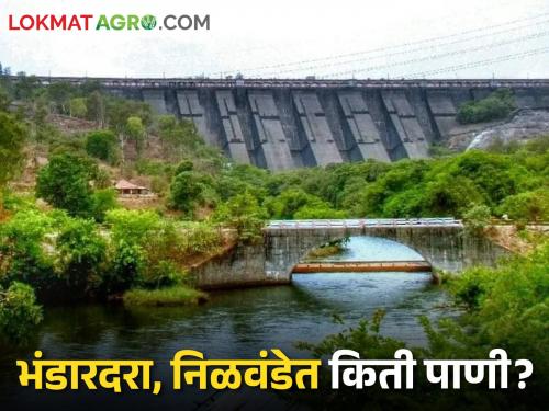 Latest news Only 16 percent in Bhandardara Dam and 14 percent in Nilavande Dam, read in detail | Water Storage : भंडारदरा धरणात अवघा 16 टक्के तर निळवंडे धरणात 14 टक्के जलसाठा, वाचा सविस्तर 