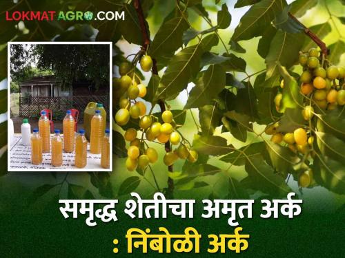 Nimboli extract will help in crop protection; Agriculture Department appeals to use less chemicals | पीक संरक्षणासाठी निंबोळी अर्क करेल मदत; रासायनिक वापर कमी करा कृषी विभागाचे आवाहन