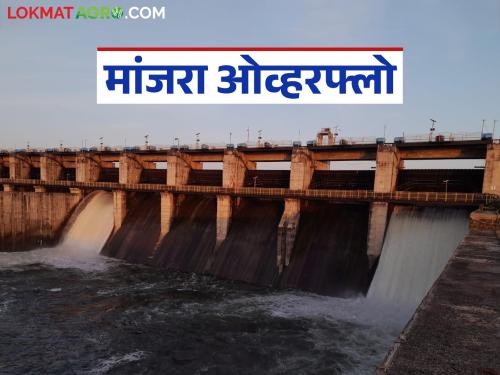 Manjara, medium projects including low-yield rice overflow; Rabi season worries allayed | मांजरा, निम्न तेरणासह मध्यम प्रकल्पही ओव्हरफ्लो; रब्बी हंगामाची चिंता मिटली