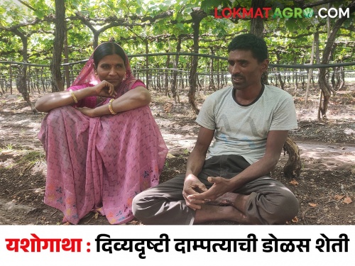 Latest News Grape farming of a blind couple, success story of farmer from Niphad | दिव्यदृष्टी दाम्पत्याची डोळस शेती पाहून तुम्हालाही हेवा वाटेल, एकदा वाचाच ही स्टोरी 