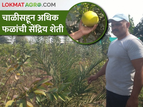 Latest News more than 40 kinds of fruit cultivation, success story of Niphad farmer | कॉलेजच्या नोकरीला रामराम ठोकला, आता पिंपळगावला करतात फायद्याची फळशेती