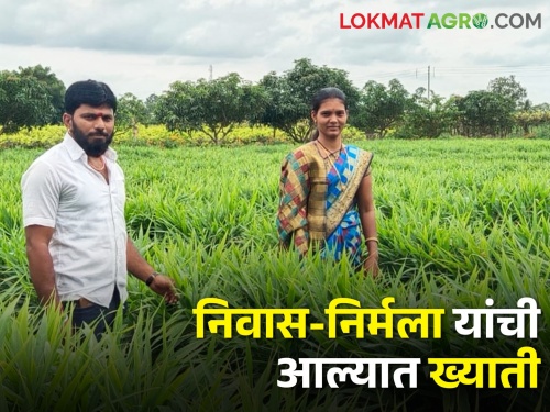Earning 5 lakhs from ginger crop 14 guntha land in drought areas | दुष्काळी भागात आल्याचा प्रयोग; १४ गुंठे आल्यातून छप्परफाड कमाई