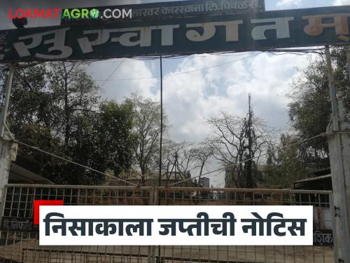 Latest News Confiscation notice issued to niphad sakhar karkhana in Nashik district, read in detail | Agriculture News : नाशिक जिल्ह्यातील 'या' साखर कारखान्याला जप्तीची नोटीस, वाचा सविस्तर 