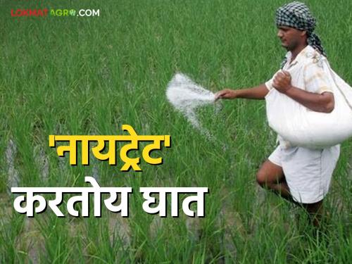 Use chemical fertilizers sparingly; "Nitrate" is harmful! | रासायनिक खताचा वापर जपूनच करा; 'नायट्रेट' करतोय घात !