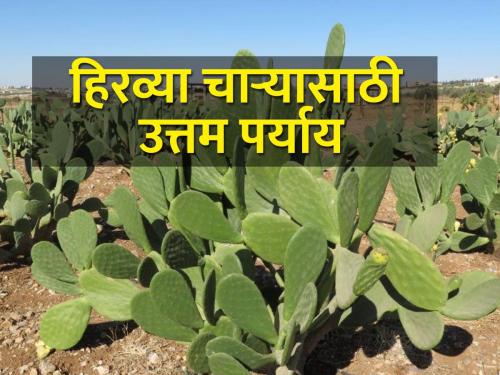 How to cultivate spineless cactus for green fodder? | हिरव्या चाऱ्यासाठी काटेविरहित निवडुंगाची (कॅक्टस) लागवड कशी कराल?