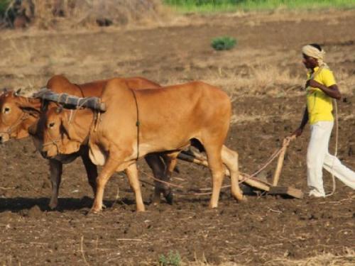 In half of the state, the inflammation of the drought is over, the time to turn the plow on the crops | निम्म्या राज्यात नांदते दुष्काळाची दाहकता, पिकांवर नांगर फिरविण्याची वेळ