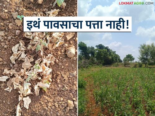 Latest News Agriculture News no rain in Munguswade area of Ahilyanagar district for one months | जिथं तीन धरणं शंभर टक्के भरली, तिथंच दीड महिन्यांपासून पाऊस नाही, पिकेही सुकली!